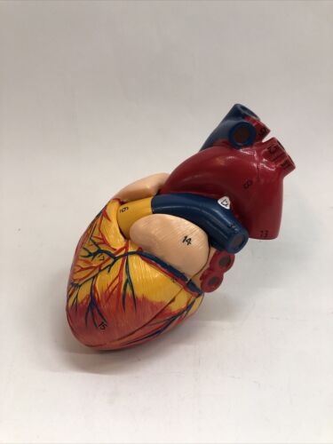 Anatomical Human Heart Model Soft Plastic 5”x3” for Classroom & Cardiology Study