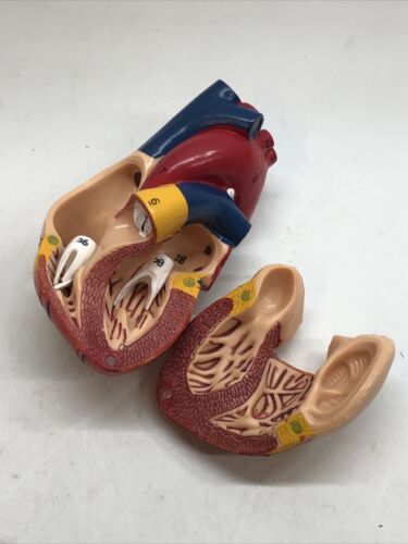 Anatomical Human Heart Model Soft Plastic 5”x3” for Classroom & Cardiology Study