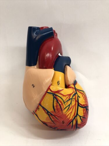 Anatomical Human Heart Model Soft Plastic 5”x3” for Classroom & Cardiology Study