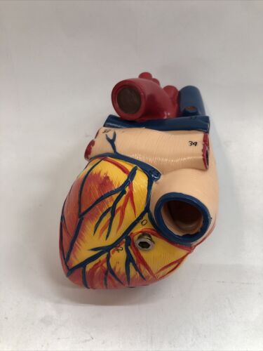 Anatomical Human Heart Model Soft Plastic 5”x3” for Classroom & Cardiology Study