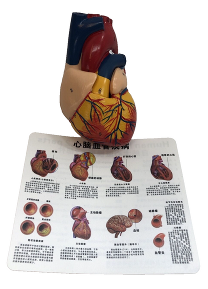 Anatomical Human Heart Model Soft Plastic 5”x3” for Classroom & Cardiology Study